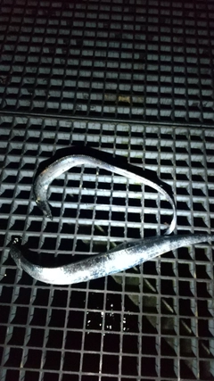 タチウオの釣果