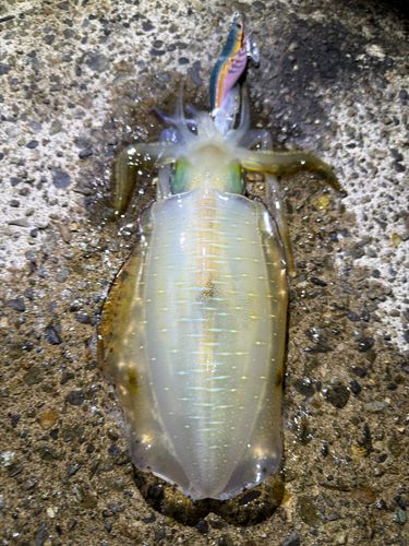 アオリイカの釣果