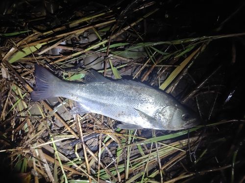 フッコ（マルスズキ）の釣果