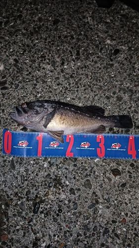 ソイの釣果