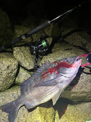 チヌの釣果