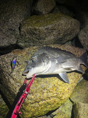 チヌの釣果