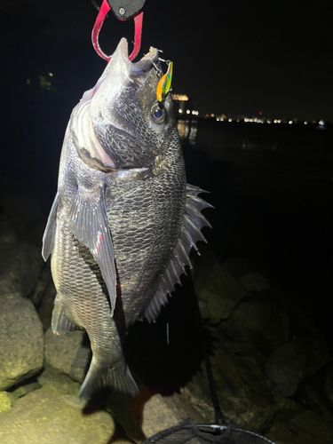 チヌの釣果