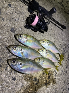 アジの釣果