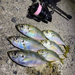 アジ
