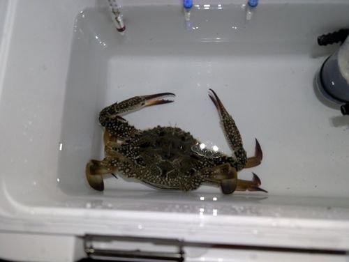 ワタリガニの釣果