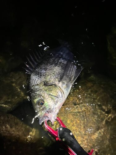 チヌの釣果