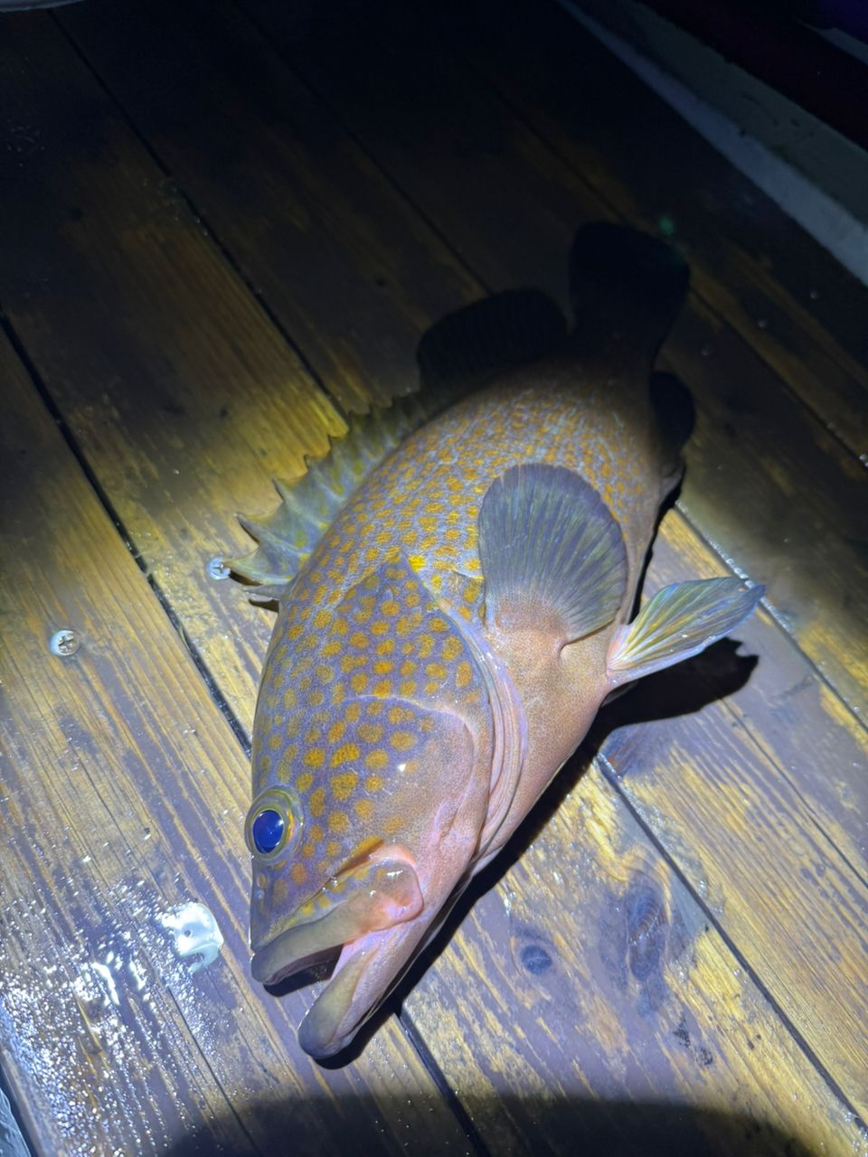 11心11さんの釣果 1枚目の画像