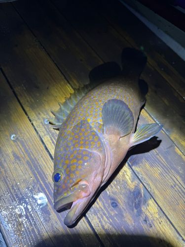 キジハタの釣果