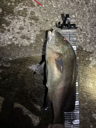 コロダイの釣果
