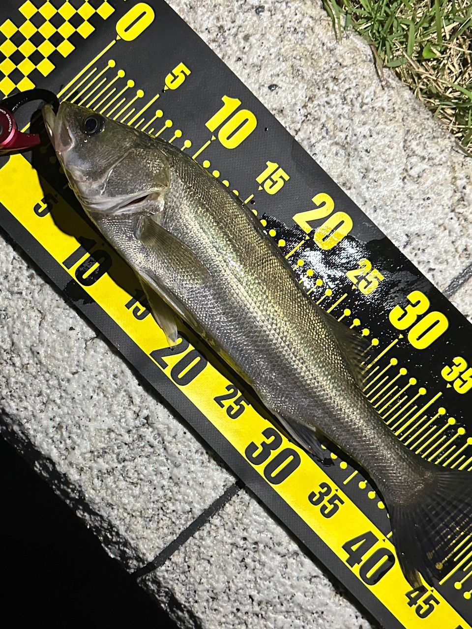 APIA Foojin´z HIGH ROLLER 103 ML ハイローラー Foojin'Z HIGH ROLLER 103ML フージンゼータハイローラー