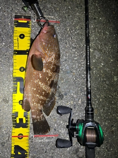 キジハタの釣果