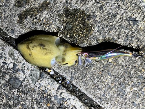 コウイカの釣果