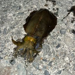 アオリイカ
