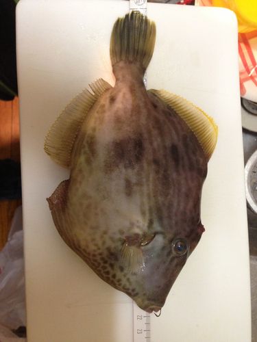 カワハギの釣果