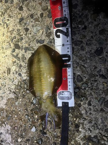 アオリイカの釣果
