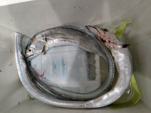 タチウオの釣果