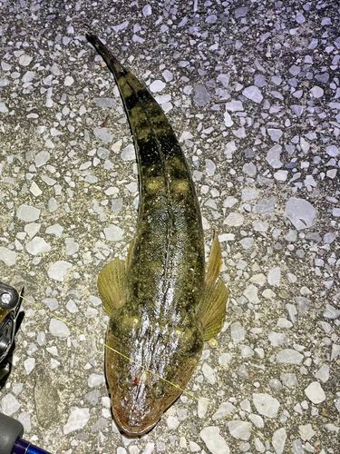 マゴチの釣果