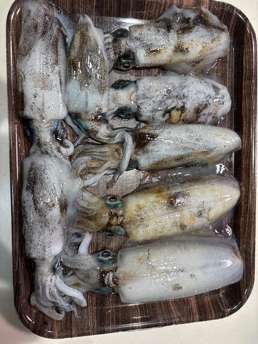 釣果