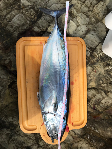 ヒラソウダの釣果