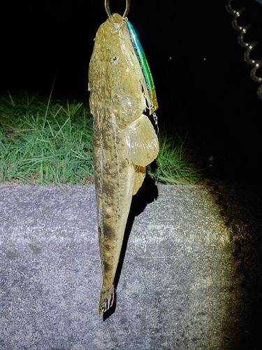 マゴチの釣果