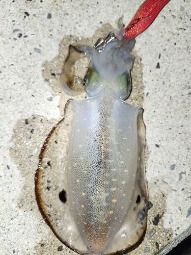 アオリイカの釣果