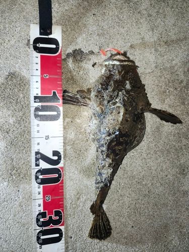 オニオコゼの釣果