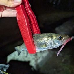 セイゴ（マルスズキ）