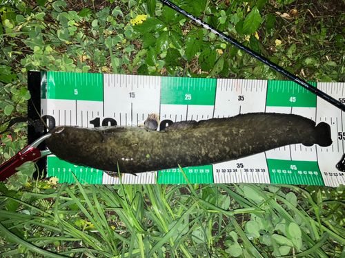 ナマズの釣果
