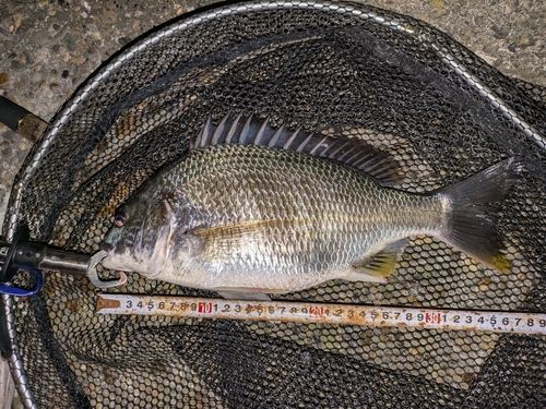 キビレの釣果