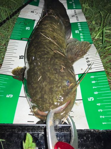 ナマズの釣果