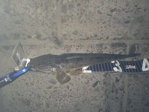 マゴチの釣果