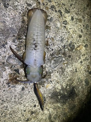アオリイカの釣果