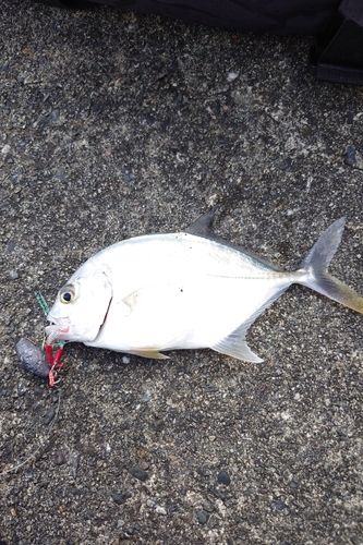 メッキの釣果