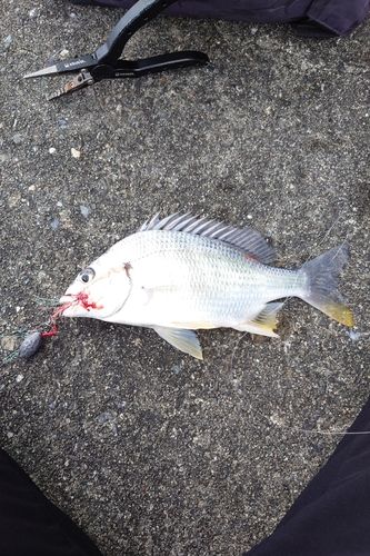 キビレの釣果