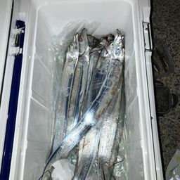 タチウオ