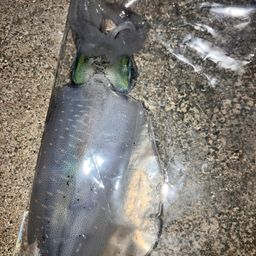 アオリイカ