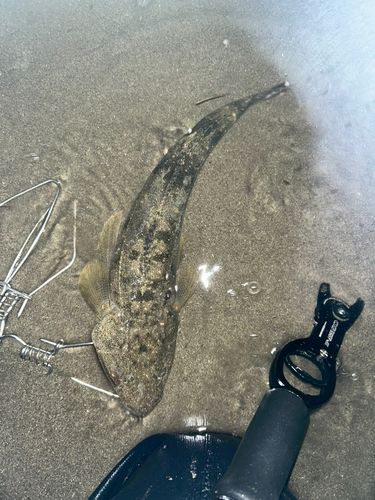 マゴチの釣果