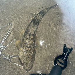 マゴチ