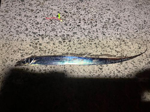 タチウオの釣果
