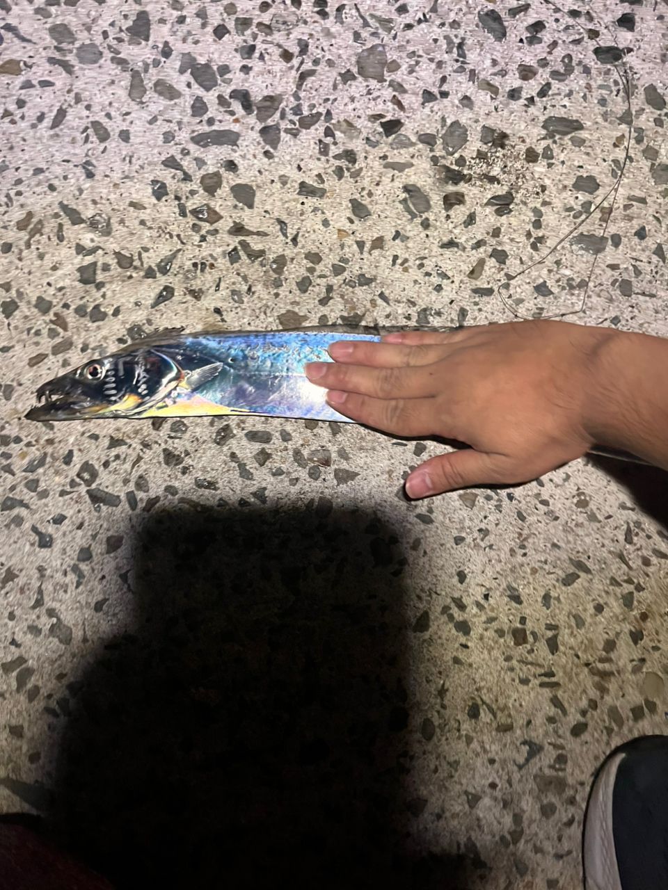 タチウオ
