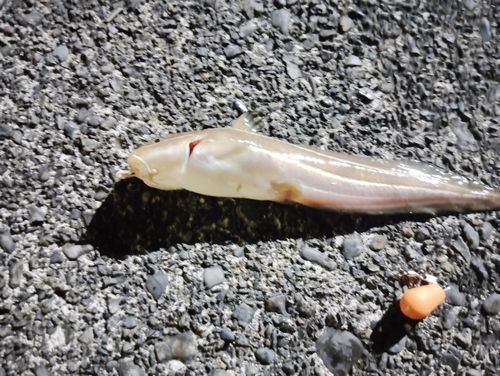駿河湾