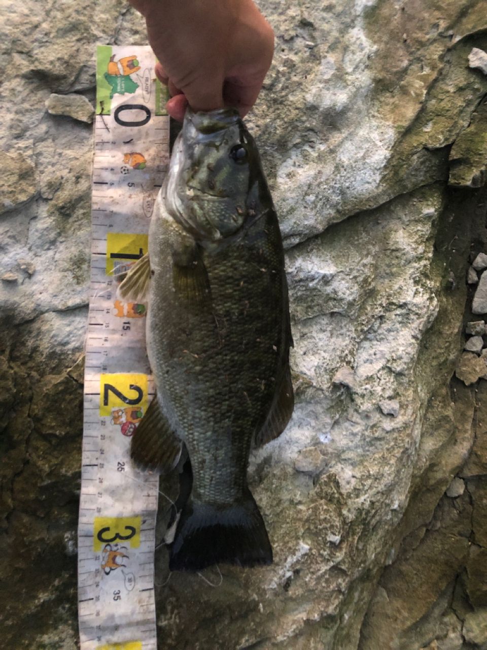 スモールマウスバス