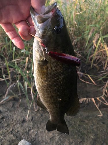 スモールマウスバスの釣果