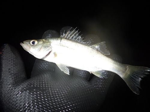 セイゴ（マルスズキ）の釣果