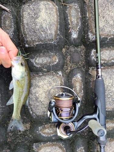 ラージマウスバスの釣果