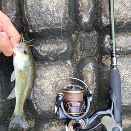 ラージマウスバス