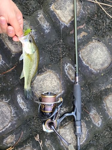 ラージマウスバスの釣果