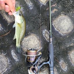 ラージマウスバス