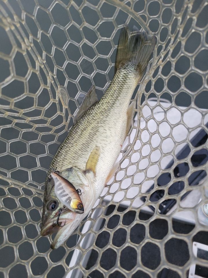 ラージマウスバス